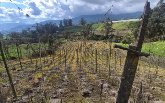 Finca de 14.8 fanegadas en pasca